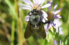 Xylocopa californica californica