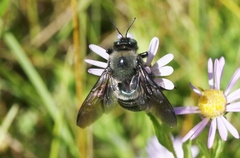 Xylocopa californica californica