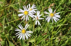 Symphyotrichum spathulatum