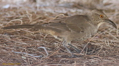 Toxostoma curvirostre