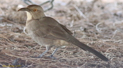 Toxostoma curvirostre