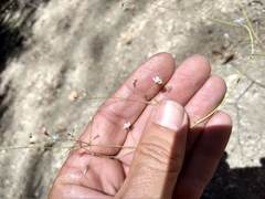 Eriogonum apiculatum