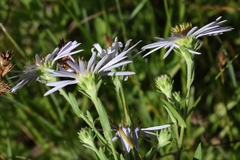 Symphyotrichum spathulatum