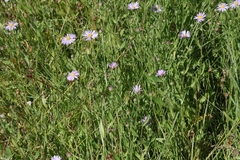 Symphyotrichum spathulatum