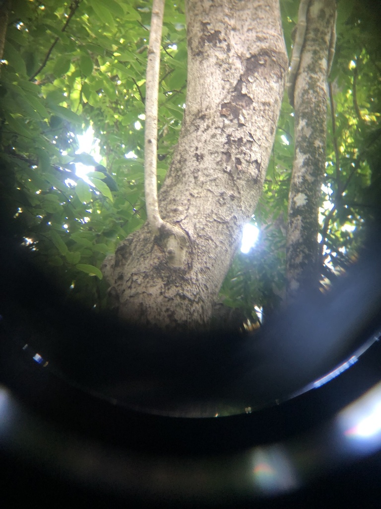 Azure-rumped Parrot (Tanygnathus sumatranus)