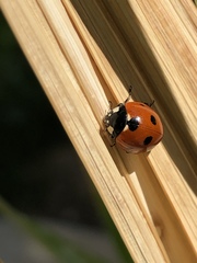 Coccinella septempunctata