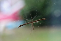 Stenoptilia pterodactyla