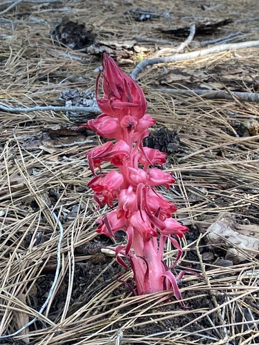 iNaturalist observation photo of Snowplant