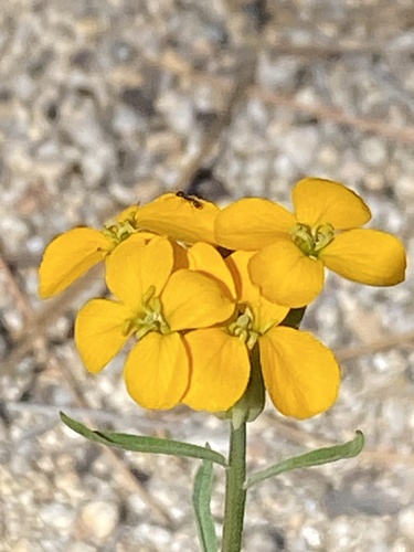iNaturalist observation photo of Western Wallflower