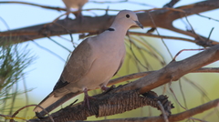 Streptopelia decaocto
