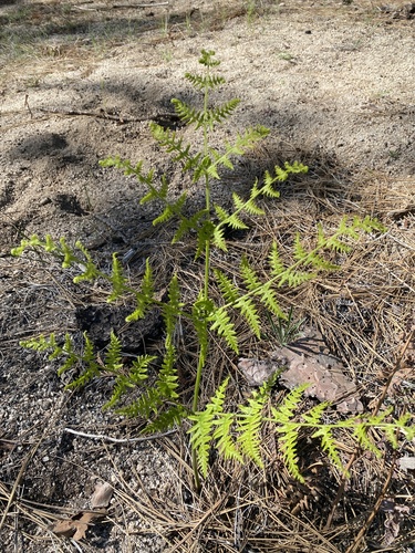 iNaturalist observation photo of Hairy brackenfern