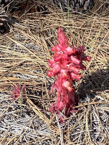 iNaturalist observation photo of Snowplant