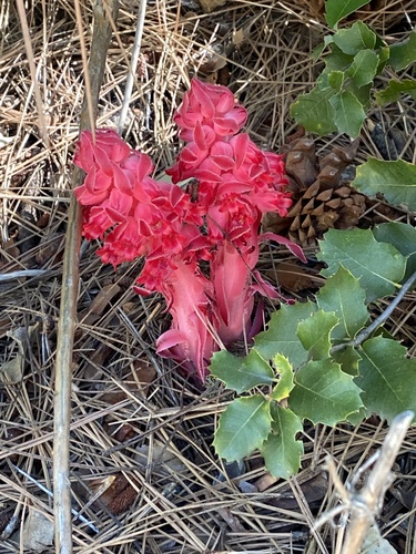 iNaturalist observation photo of Snowplant