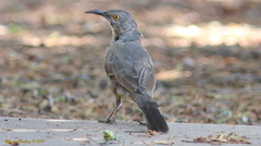 Toxostoma curvirostre