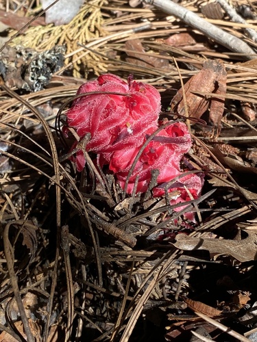 iNaturalist observation photo of Snowplant