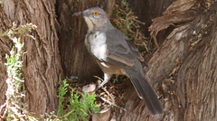 Toxostoma curvirostre