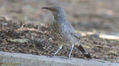 Toxostoma curvirostre