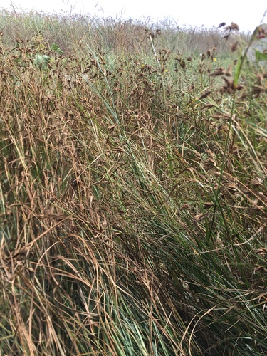 iNaturalist observation photo of sea clubrush