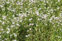 Symphyotrichum spathulatum