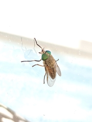 Tabanus nigrovittatus