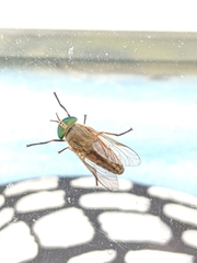 Tabanus nigrovittatus