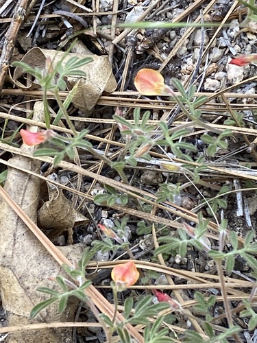 iNaturalist observation photo of strigose lotus