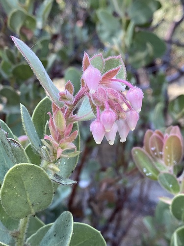 iNaturalist observation photo of Pringle's manzanita