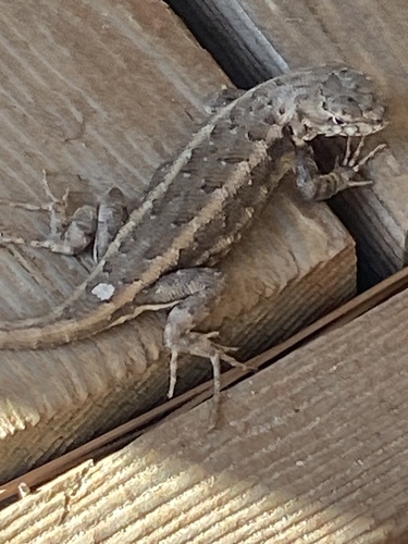 iNaturalist observation photo of Southern Sagebrush Lizard