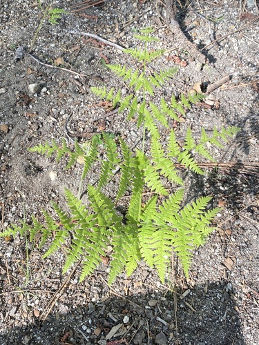 iNaturalist observation photo of Hairy brackenfern