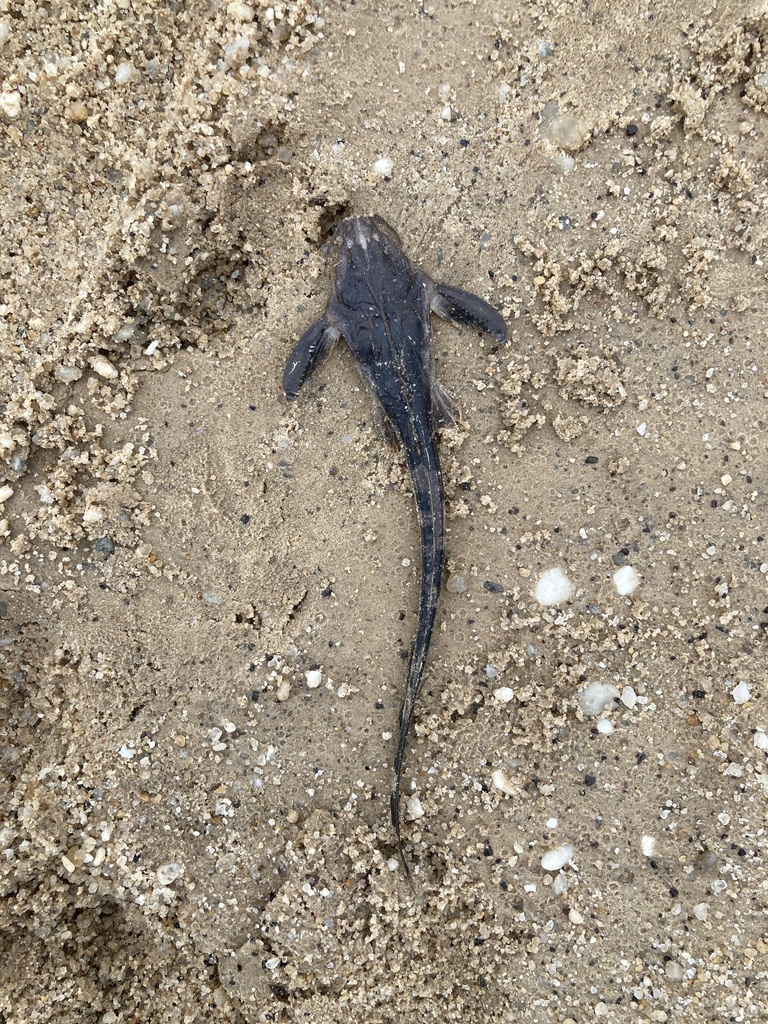 Tenbarbed banjo (Aspredinichthys tibicen) — Aspredinidae