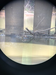 Graptemys sabinensis