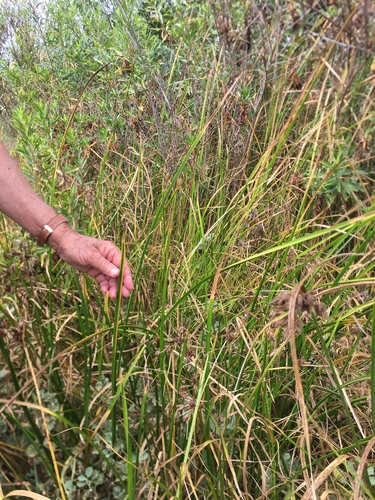 iNaturalist observation photo of American three-square bulrush