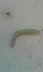 Lepidoptera