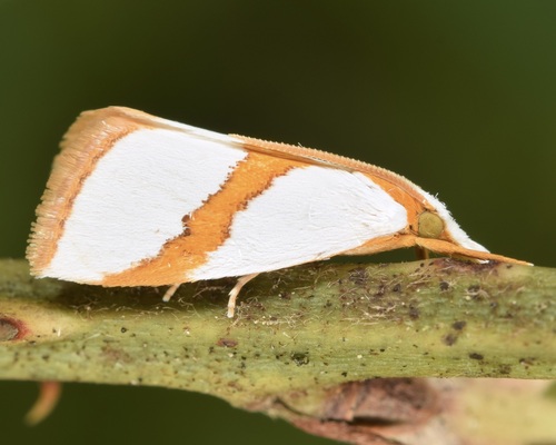 Straight-lined Vaxi Moth photo 3
