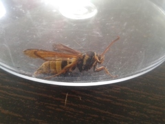 Paranthrene robiniae