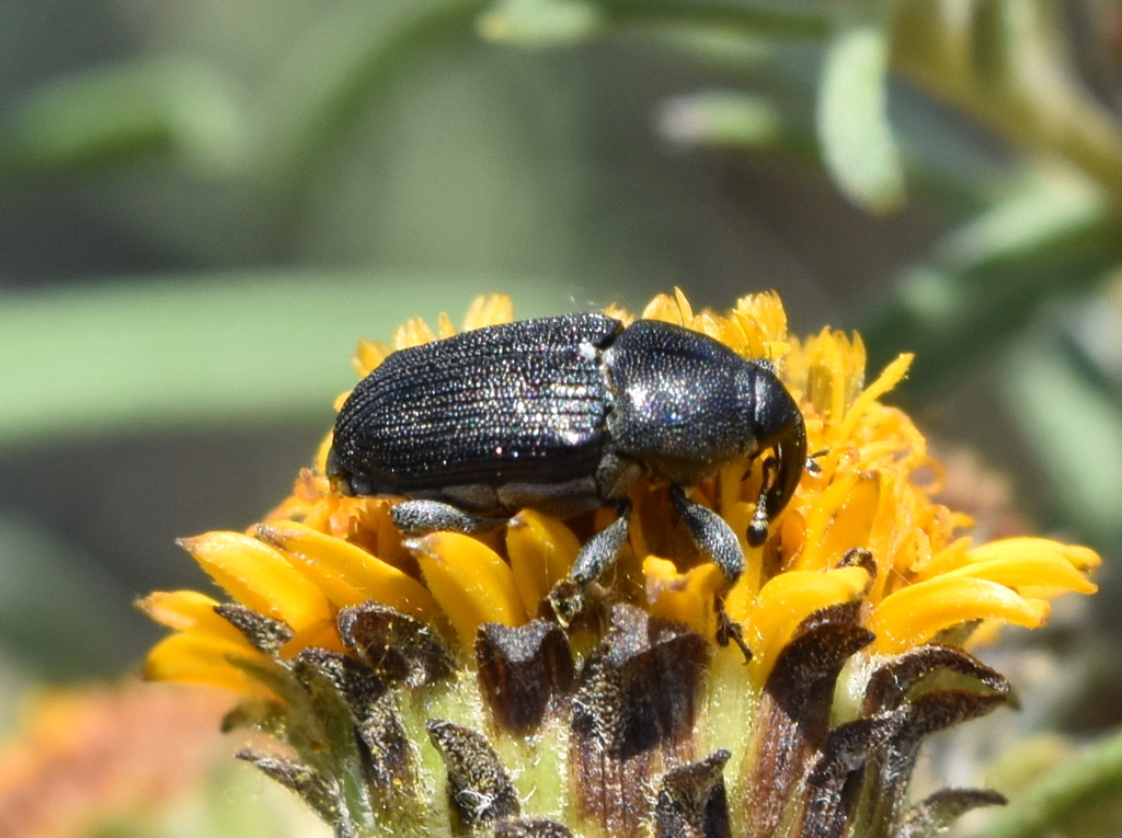 Limnobaris languida