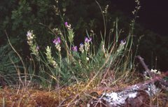 Oxytropis borealis viscida