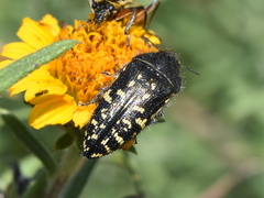 Acmaeodera flavopicta