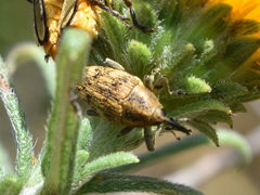 Pseudocentrinus ochraceus