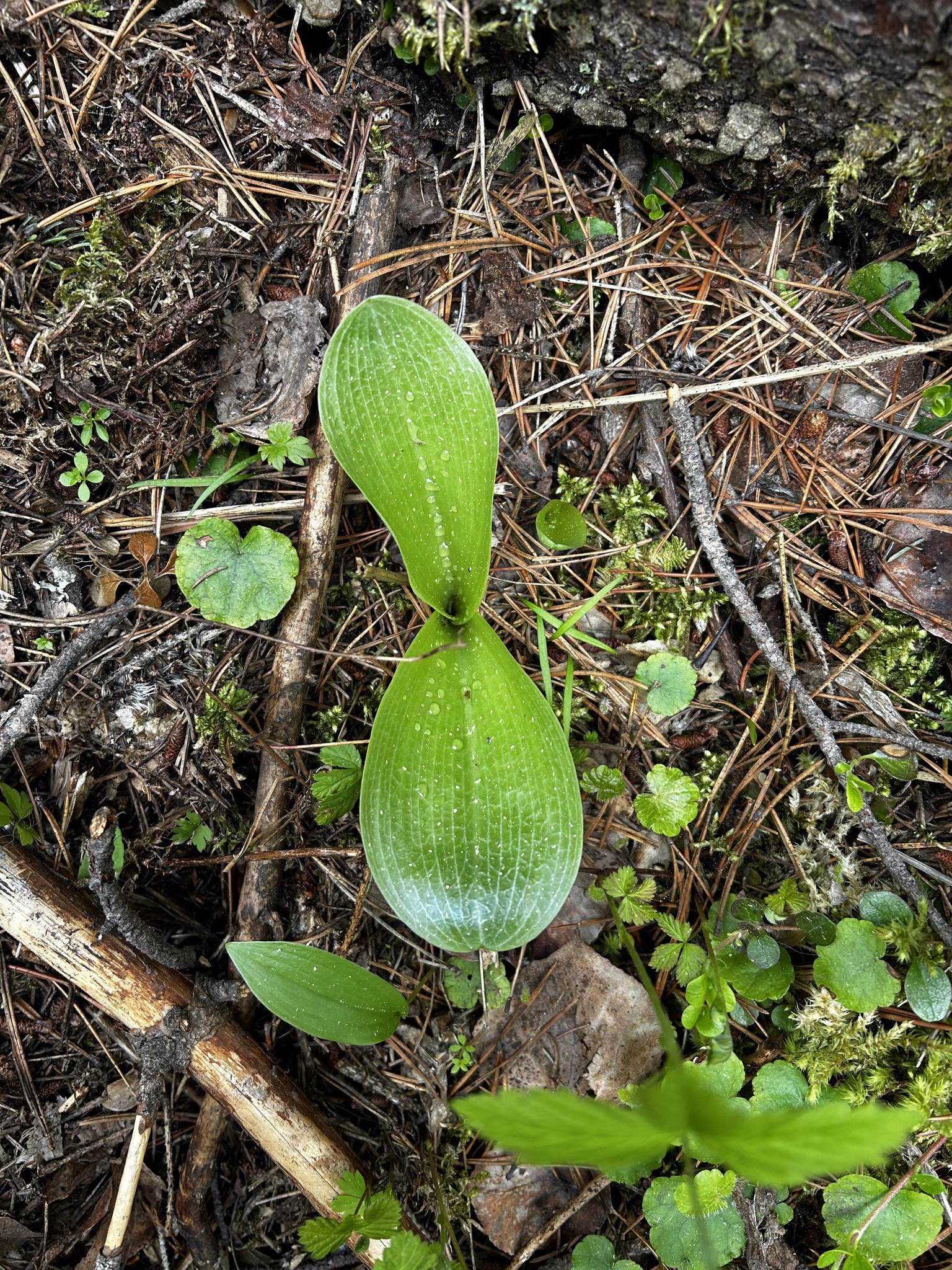 Imagem de Platanthera orbiculata não possui um nome popular amplamente reconhecido no Brasil