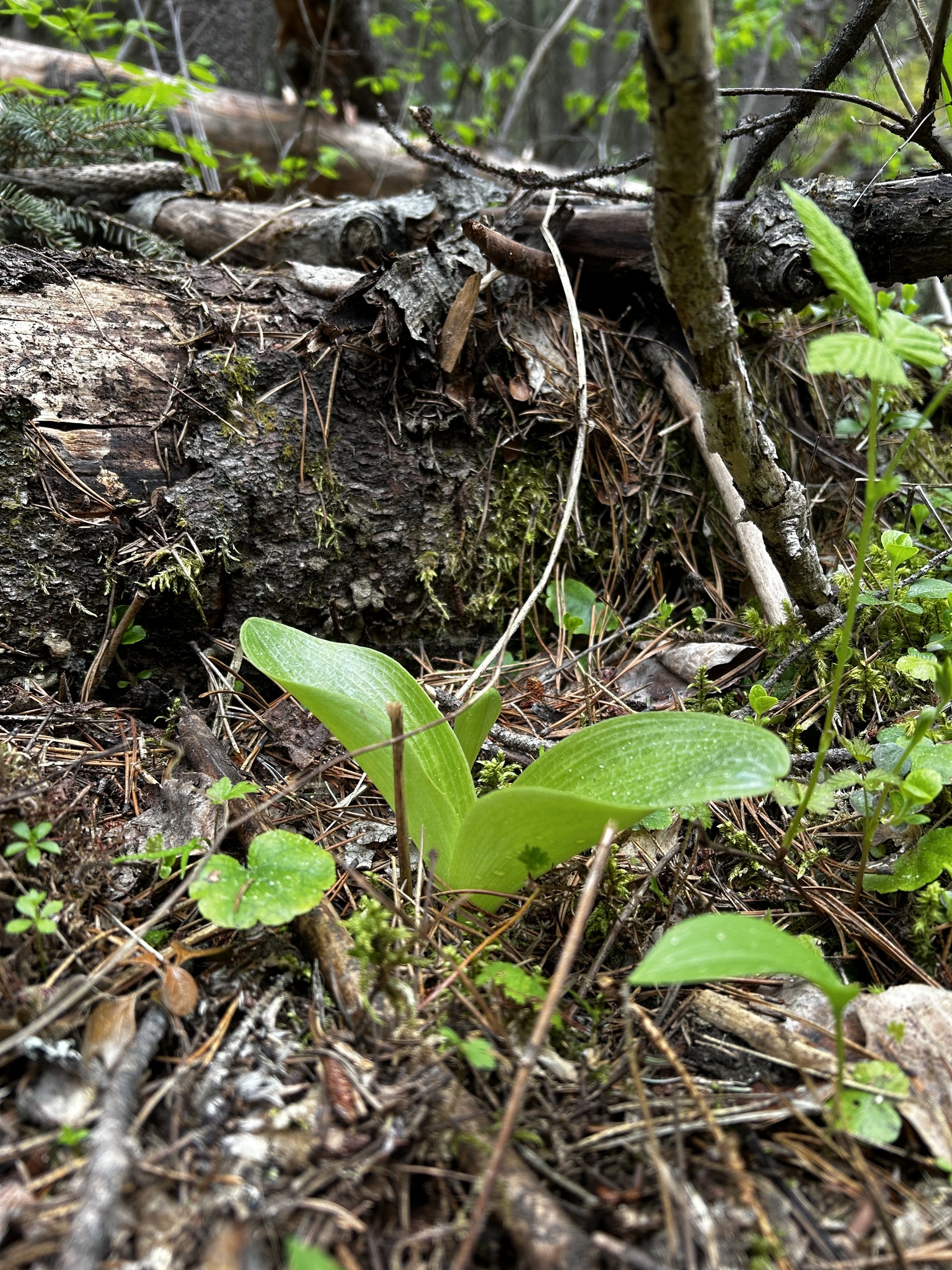 Imagem de Platanthera orbiculata não possui um nome popular amplamente reconhecido no Brasil