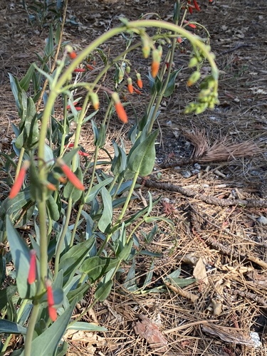 iNaturalist observation photo of scarlet bugler