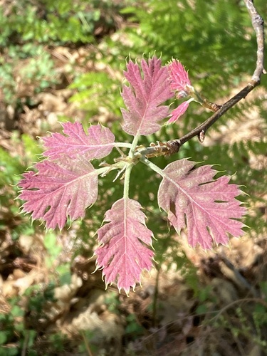 iNaturalist observation photo of California black oak