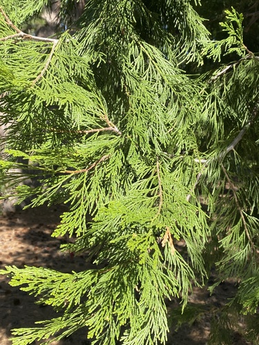 iNaturalist observation photo of California incense-cedar
