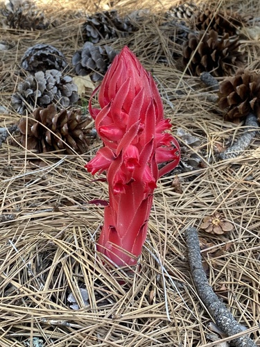 iNaturalist observation photo of Snowplant