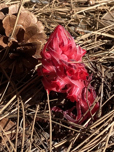 iNaturalist observation photo of Snowplant