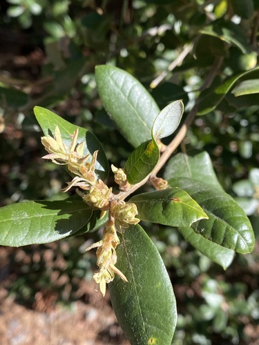 iNaturalist observation photo of canyon live oak