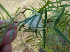 Ligustrum quihoui