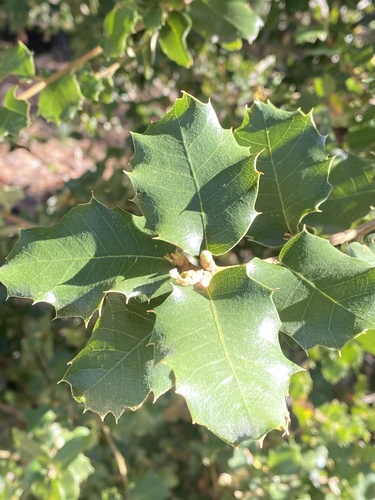 iNaturalist observation photo of canyon live oak