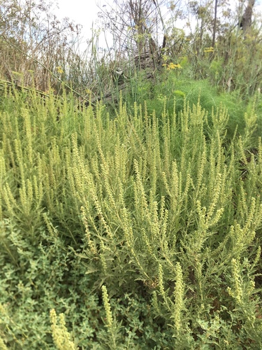 iNaturalist observation photo of western ragweed